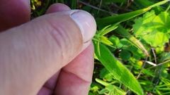 Pauridia serrata serrata