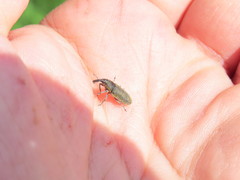 Lixus cardui
