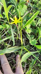 Pauridia serrata serrata