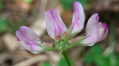 Astragalus sinicus