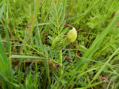 Vicia lutea