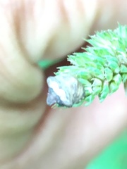 Vilpianus galii