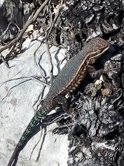 Sceloporus megalepidurus