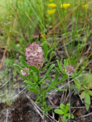 Polygala cruciata