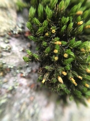 Bryopsida