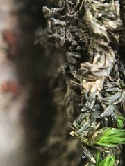 Bryopsida