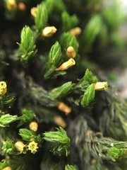 Bryopsida