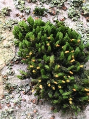Bryopsida