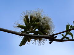 Koanophyllon albicaule