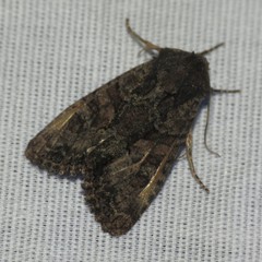 Oligia tusa