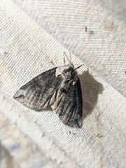 Euthyatira semicircularis