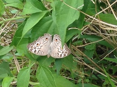 Junonia atlites