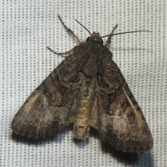 Oligia tusa