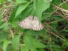 Junonia atlites
