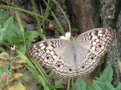 Junonia atlites