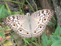 Junonia atlites