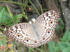 Junonia atlites
