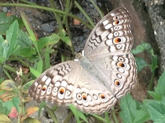 Junonia atlites