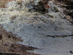 Hyphodontia arguta