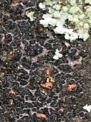Lecanoromycetes