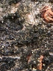 Lecanoromycetes