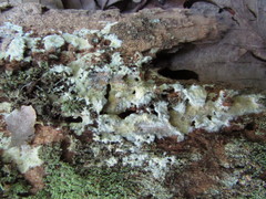 Phlebia livida