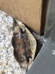 Hypopyra vespertilio