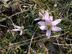 Colchicum androcymbioides