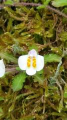 Mazus alpinus