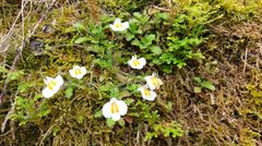 Mazus alpinus