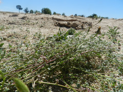 Corrigiola litoralis