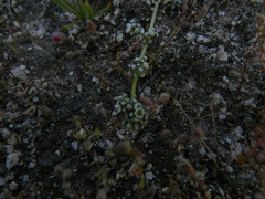 Corrigiola telephiifolia