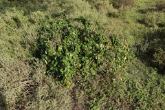 Cynanchum obtusifolium