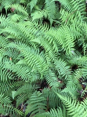 Amauropelta beddomei