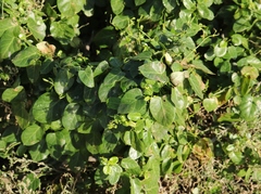 Cynanchum obtusifolium