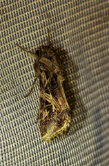 Spodoptera littoralis