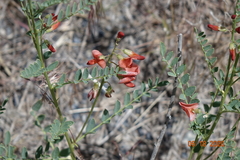 Sphaerophysa salsula
