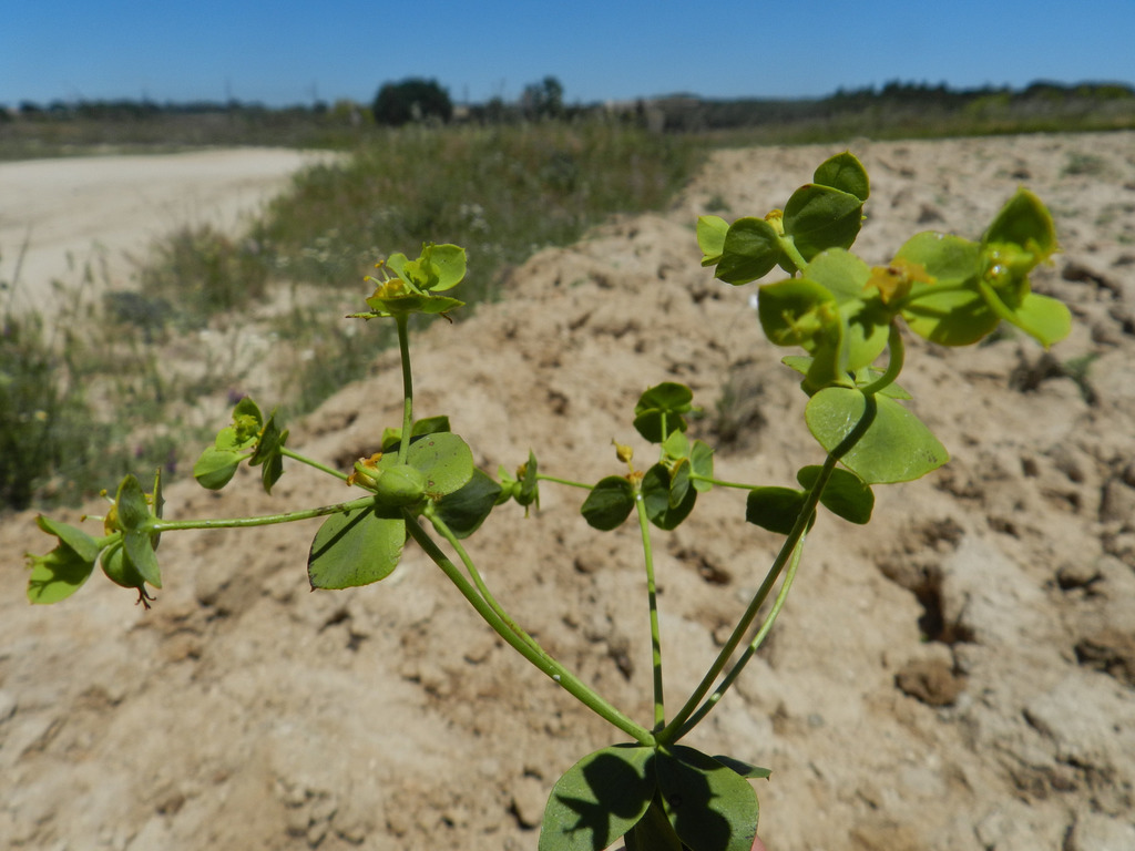 Euphorbia matritensis