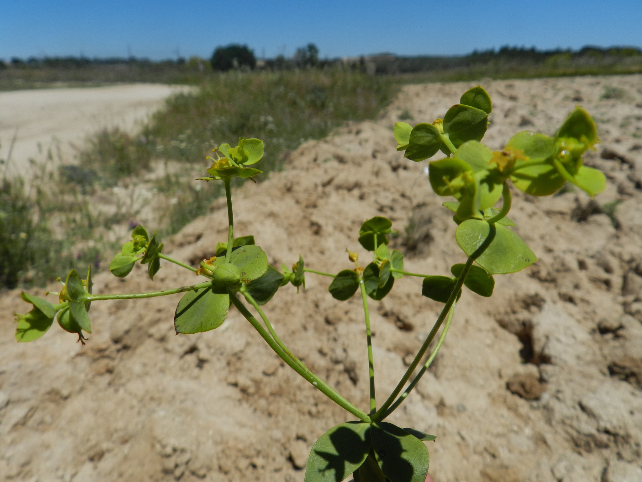 Euphorbia matritensis