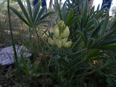 Lupinus gredensis