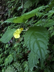 Impatiens tayemonii