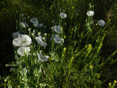 Papaver somniferum