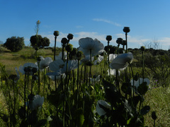 Papaver somniferum