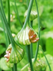 Allium