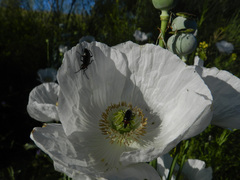 Papaver somniferum