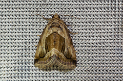 Deltote cumalinea