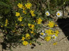 Senecio gallicus