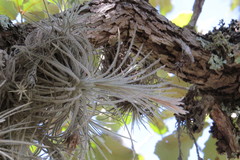 Tillandsia plumosa