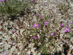 Spergularia purpurea