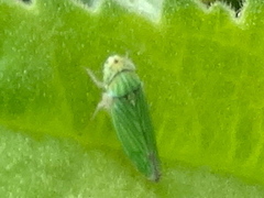 Graphocephala cythura